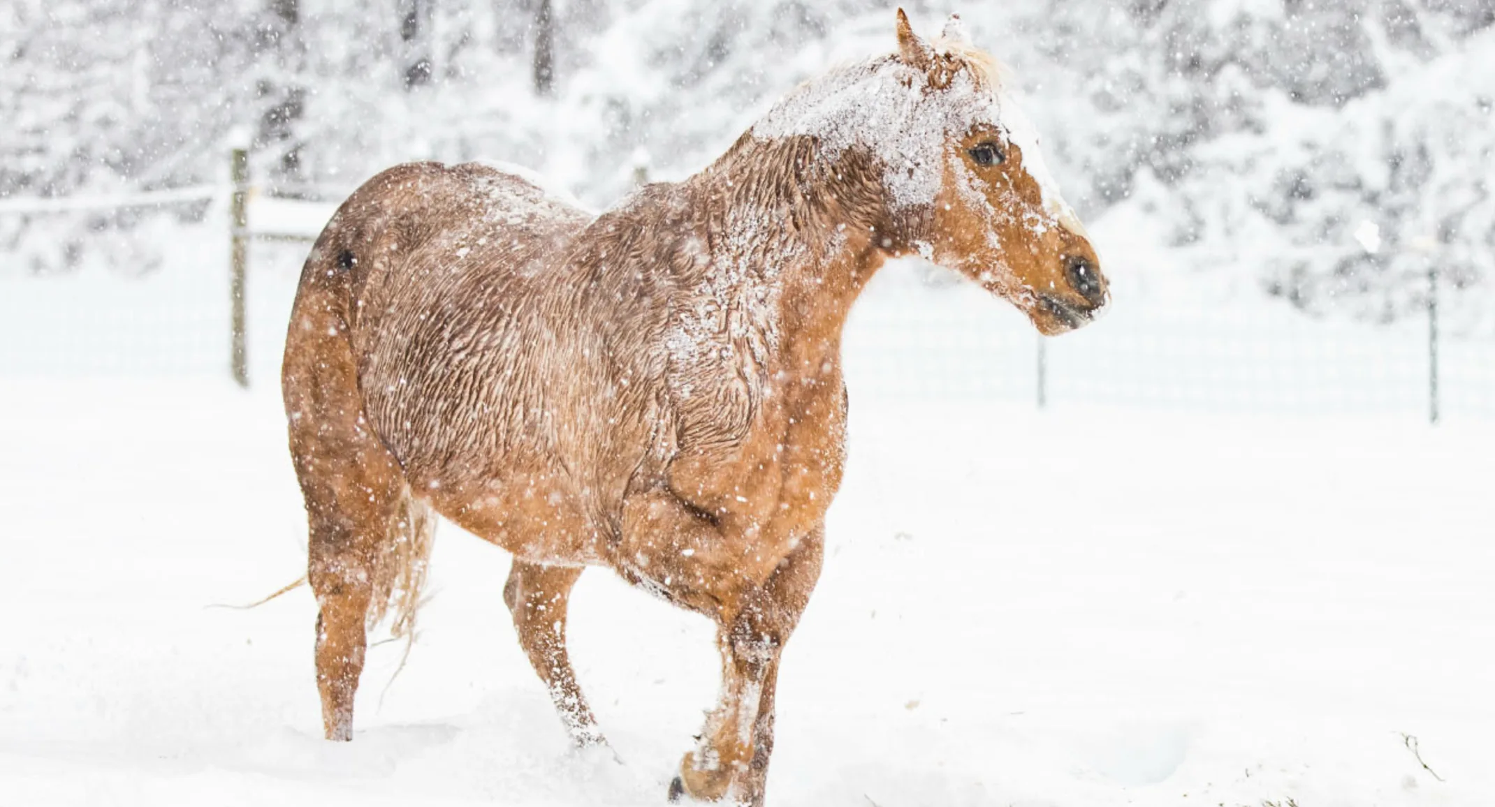 Brown Horse in Snow Storm